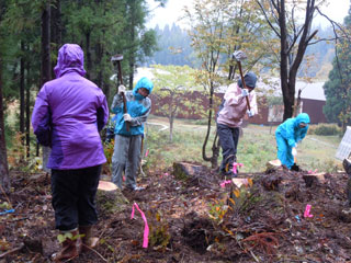 ブナの植樹
