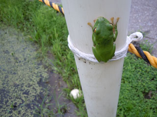 シュレーゲルアオガエル