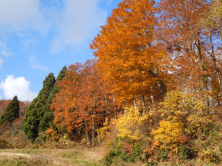 遅かった紅黄葉