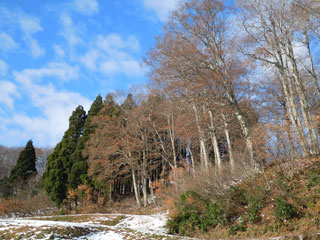 落葉後のブナ林