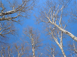 冬の青空その2