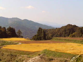 稲刈前の田