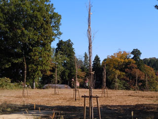 桜植栽後日