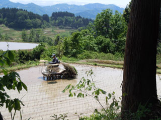 田麦の田植