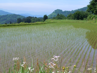 田麦の田園