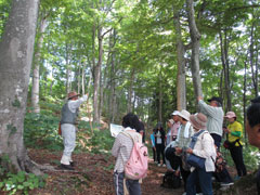 ブナ林遊歩道で